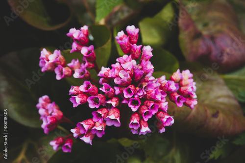 Bergenia, known also as Bergenia cordifolia or badan. Pink flowers close up