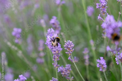 Abeille et lavande
