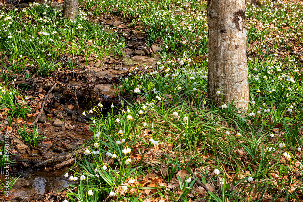 Beautiful nature landscape, sunny flowering forest with a carpet of wild growing white snowflake flowers (leucojum vernum), early spring in Europe Beautiful nature landscape, sunny flowering forest with a carpet of wild growing white snowflake flowers (leucojum vernum), early spring in Europe