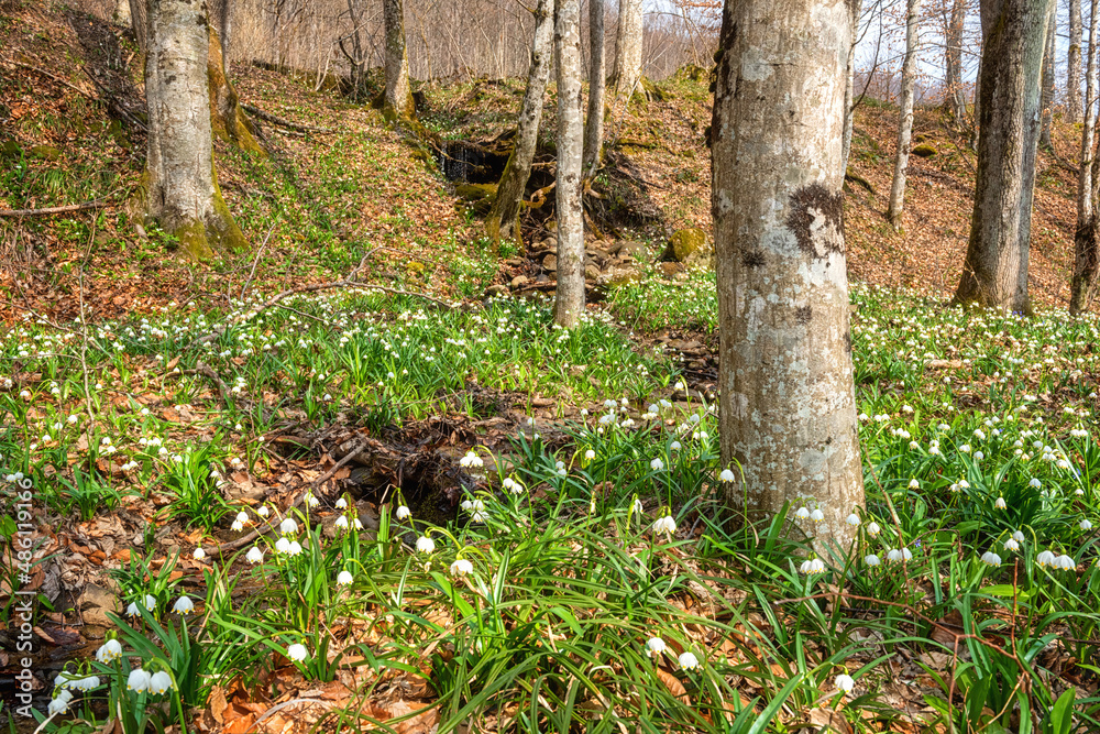Beautiful nature landscape, sunny flowering forest with a carpet of wild growing white snowflake flowers (leucojum vernum), early spring in Europe