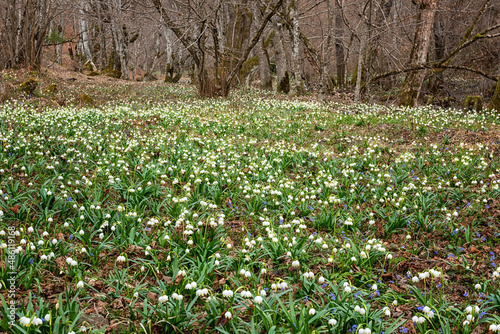 Tableau sur toile Beautiful flowering meadow with white spring snowflake flowers (leucojum vernum), natural botanical background, early spring in Europe