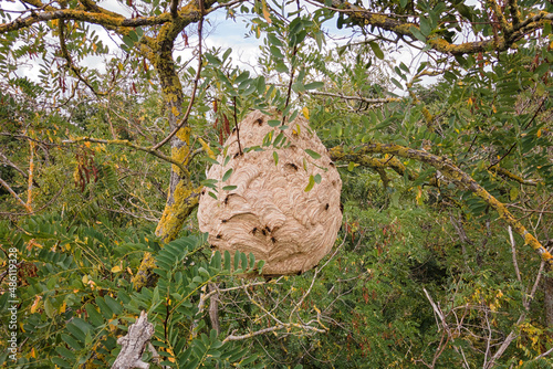Asian hornet vespa velutina invasive species nest in a tree photo