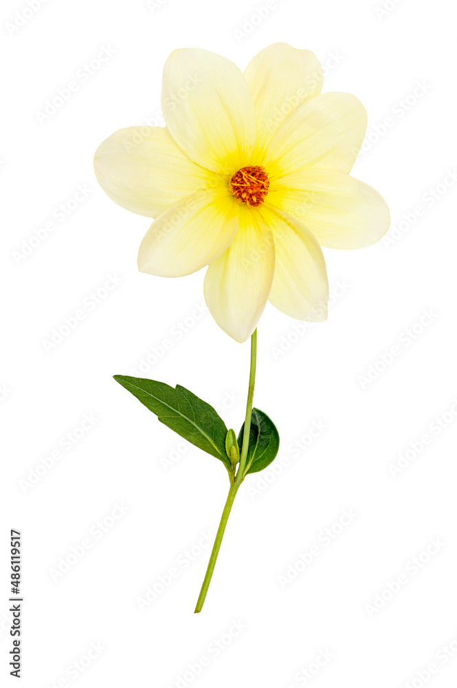One white dahlia on a white background