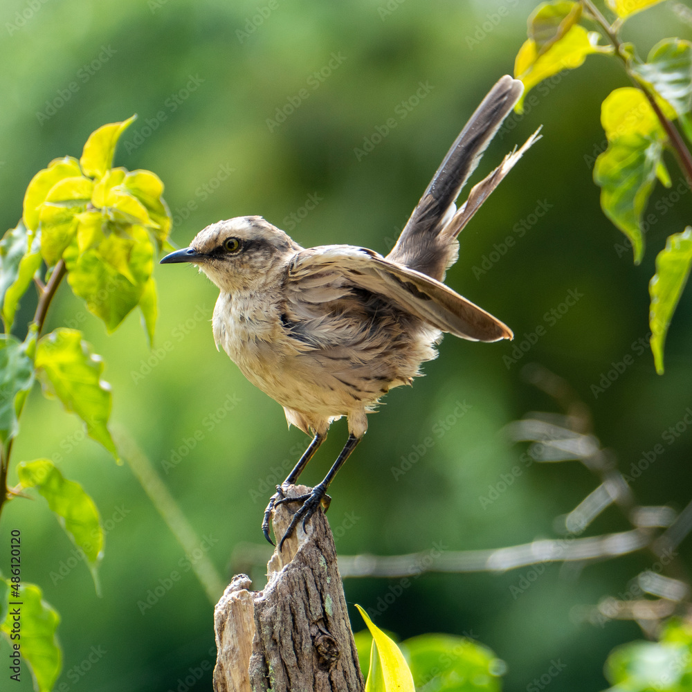Obraz premium The Pale-breasted Thrush (Turdus leucomelas) is a species of bird in the family Turdidae. It is found in Brazil