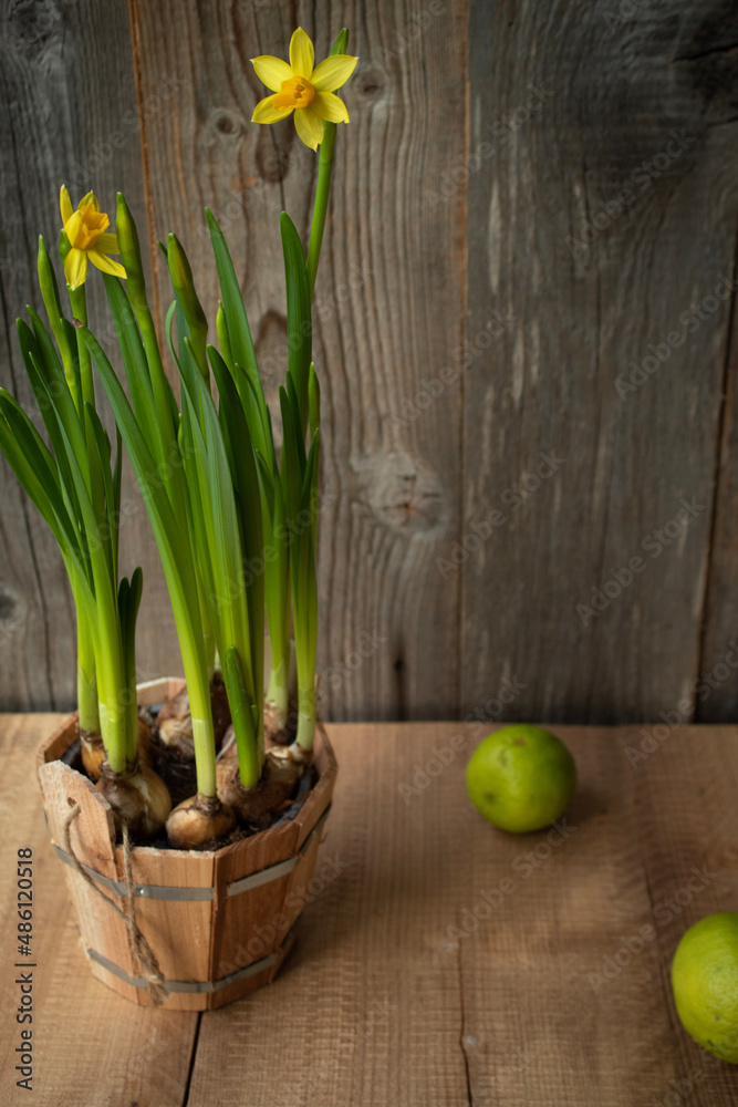 Fototapeta premium daffodils