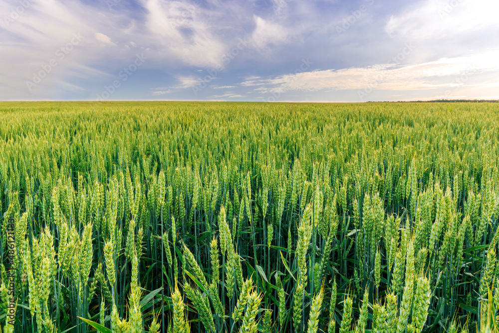 Scenic view at beautiful spring day in a wheaten shiny field with golden wheat and sun rays, deep blue cloudy sky and rows leading far away, valley landscape Scenic view at beautiful spring day in a wheaten shiny field with golden wheat and sun rays, deep blue cloudy sky and rows leading far away, valley landscape