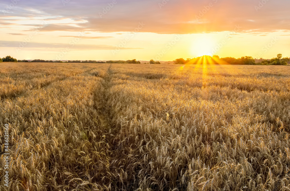 Wheaten golden field wirh path during sunset or sunrise with nice wheat and sun rays, beautiful sky and road, rows leading far away, valley landscape