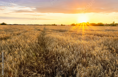 Wheaten golden field wirh path during sunset or sunrise with nice wheat and sun rays, beautiful sky and road, rows leading far away, valley landscape