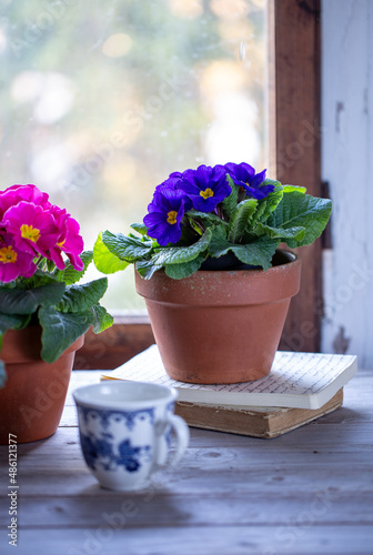 Primula blu in vaso sopra libri di fronte ad una finestra