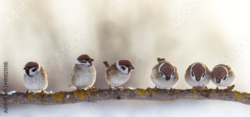 funny and angry little birds sparrows sitting on a branch in a sunny garden © nataba