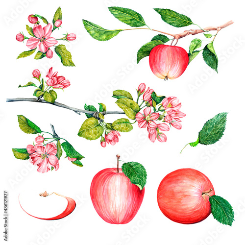 Fototapeta Naklejka Na Ścianę i Meble -  a large set of watercolor images of apples, branches with apples, apple blossoms