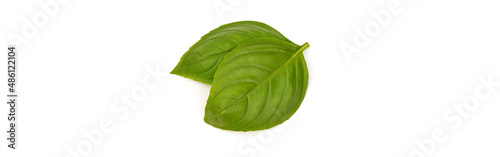 Fresh basil leaves  isolated on white background. High resolution image.