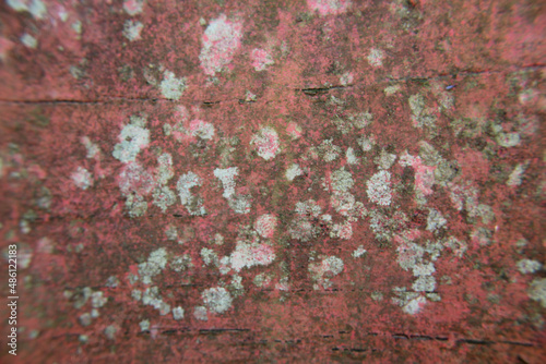 closeup of lichen and old paint on wood