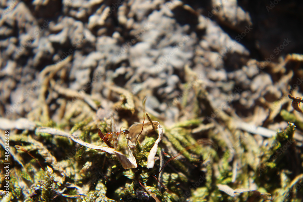 ant carrying food across mossy root ant carrying food across mossy root