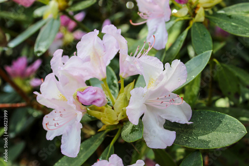 pink and white flowers