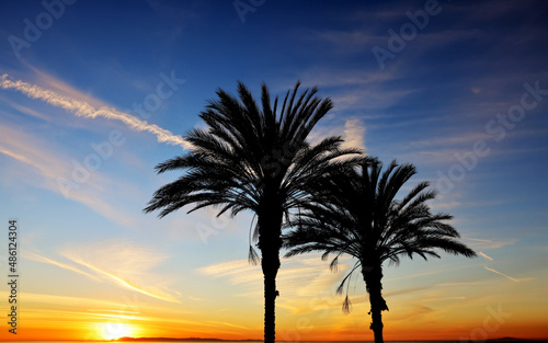 palm silhouette at sunset, palm silhouette, palm trees at sunset