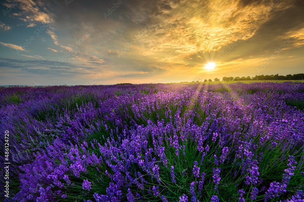 Naklejka premium Beautiful summer sunset over lavender field