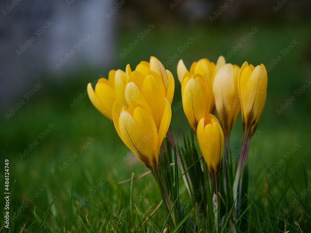 Fototapeta premium Spring Crocus 