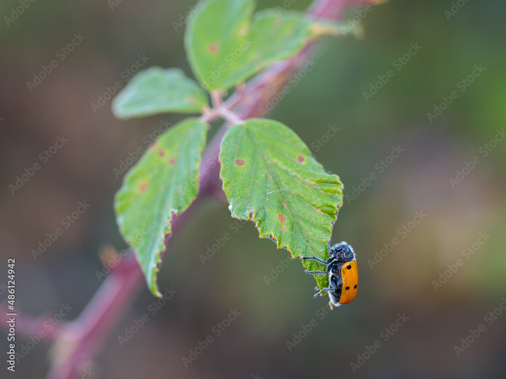 Fototapeta premium Lachnaia sexpunctata. Beetle six points in their natural environment.