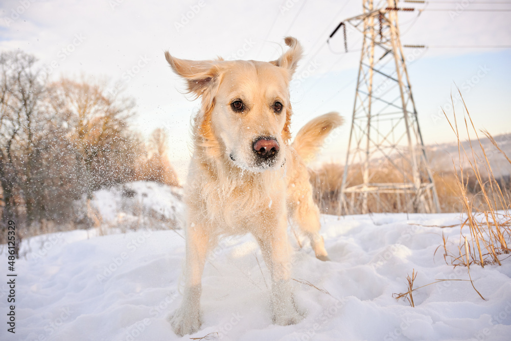 PITTSBURGH, PA, USA - JANUARY 31st 2022: A 5-year old male Golden Retriever dog is playing and running around on the hills of Western Pennsylvania. The winter forest is covered in sunlit snow powder. PITTSBURGH, PA, USA - JANUARY 31st 2022: A 5-year old male Golden Retriever dog is playing and running around on the hills of Western Pennsylvania. The winter forest is covered in sunlit snow powder.