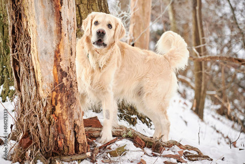 Fototapeta Naklejka Na Ścianę i Meble -  PITTSBURGH, PA, USA - JANUARY 31st 2022: A 5-year old male Golden Retriever dog is playing and running around on the hills of Western Pennsylvania. The winter forest is covered in sunlit snow powder.