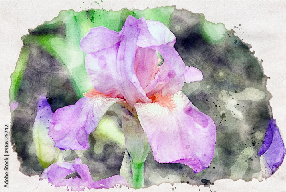 Purple tall bearded iris,watercolor painting