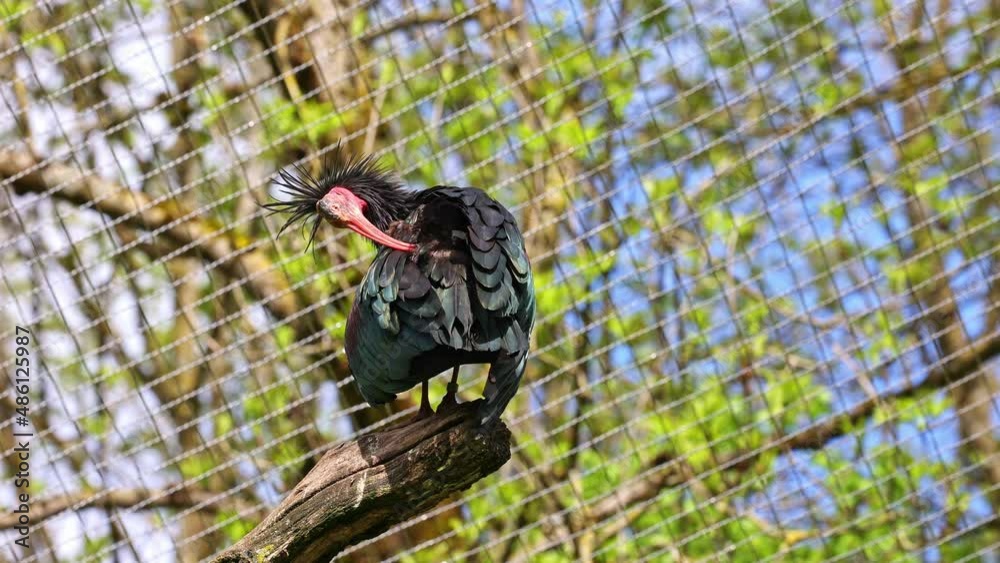 The northern bald ibis, hermit ibis, or waldrapp lat.Geronticus eremita is a migratory bird found in barren, semi-desert or rocky habitats, often close to running water.