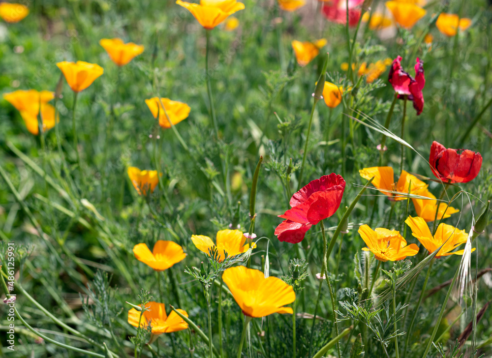 Colourful red, yellow and orange poppies flowering in a summer garden