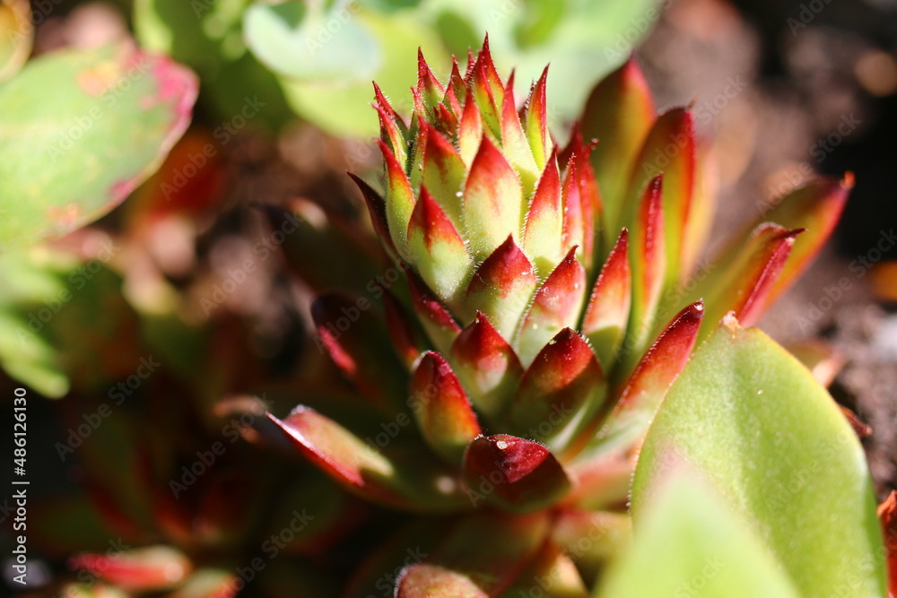 Sempervivum Rojnik sukulent cactus Sempervivum Rojnik sukulent cactus
