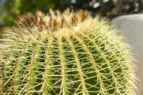 large green cactus  close up