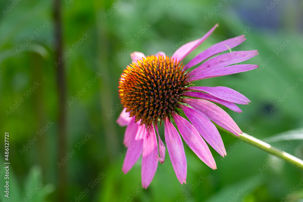 Blooming purple coneflowers on a green background on a sunny summer day macro photography. Echinacea flower with bright violet petals close-up photo in summertime. Blooming purple coneflowers on a green background on a sunny summer day macro photography. Echinacea flower with bright violet petals close-up photo in summertime.