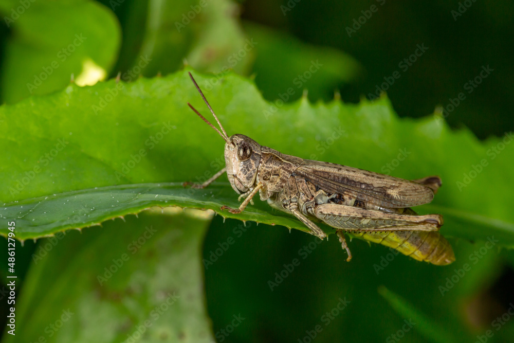 Common field grasshoper sitting on a green leaf macro photography in summertime. Common field grasshopper sitting on a plant in summer day close-up photo. Macro insect on a green background. Common field grasshoper sitting on a green leaf macro photography in summertime. Common field grasshopper sitting on a plant in summer day close-up photo. Macro insect on a green background.