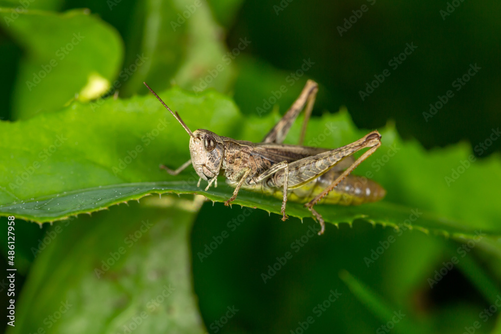 Common field grasshoper sitting on a green leaf macro photography in summertime. Common field grasshopper sitting on a plant in summer day close-up photo. Macro insect on a green background. Common field grasshoper sitting on a green leaf macro photography in summertime. Common field grasshopper sitting on a plant in summer day close-up photo. Macro insect on a green background.