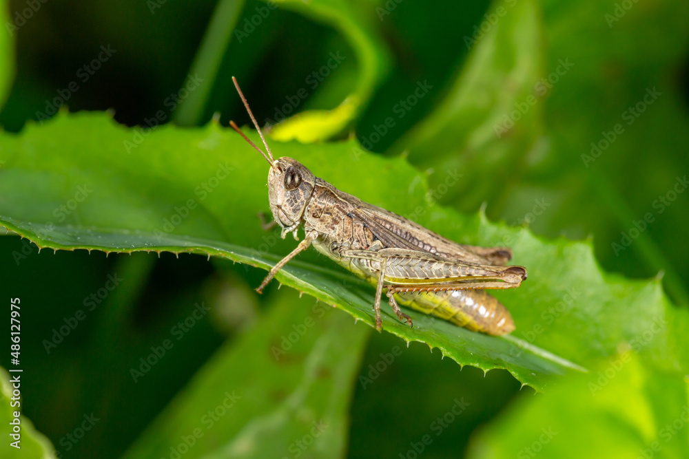 Common field grasshoper sitting on a green leaf macro photography in summertime. Common field grasshopper sitting on a plant in summer day close-up photo. Macro insect on a green background. Common field grasshoper sitting on a green leaf macro photography in summertime. Common field grasshopper sitting on a plant in summer day close-up photo. Macro insect on a green background.