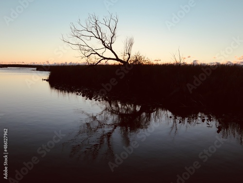 Branch with reflection in the water over hanging pond in the early morning.