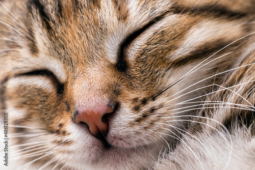Sleeping striped little kitten face close up. Little tiger cat. Macro image.