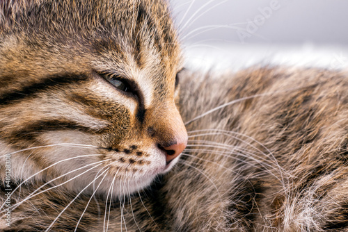 Colorful striped kitten close-up. Macro image of little cat