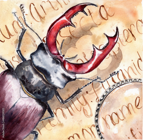 Fotografia Male stag beetle and magnifying glass on paper with handwritten scientific notes
