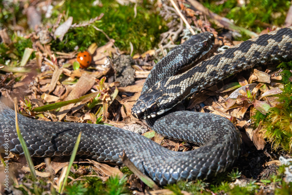 Obraz premium Venomous viper species