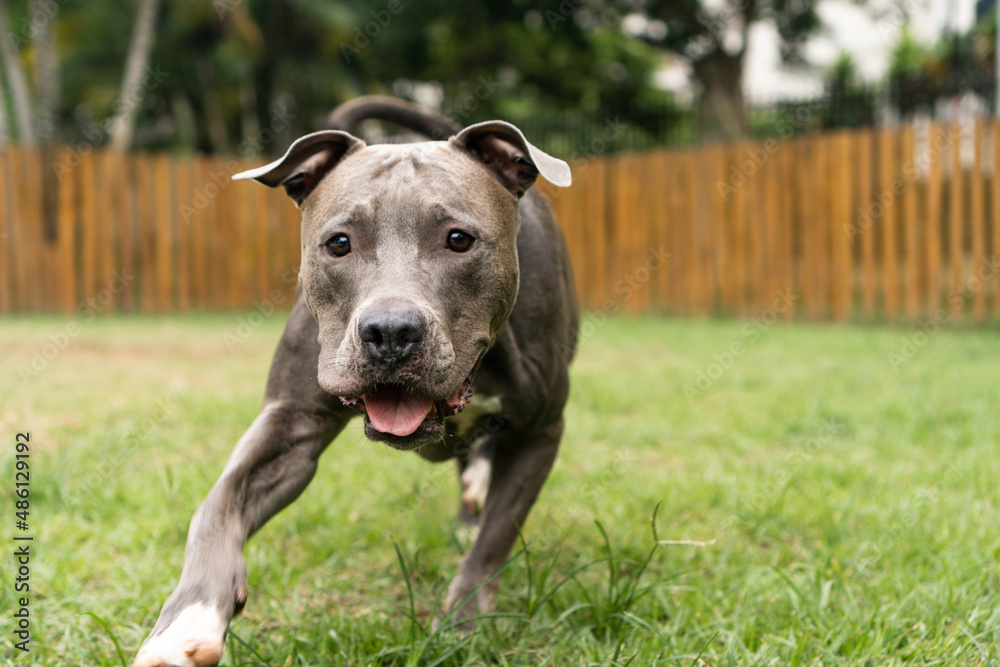 Pit bull dog playing in the park. Green grass, dirt floor and wooden stakes all around. Selective focus