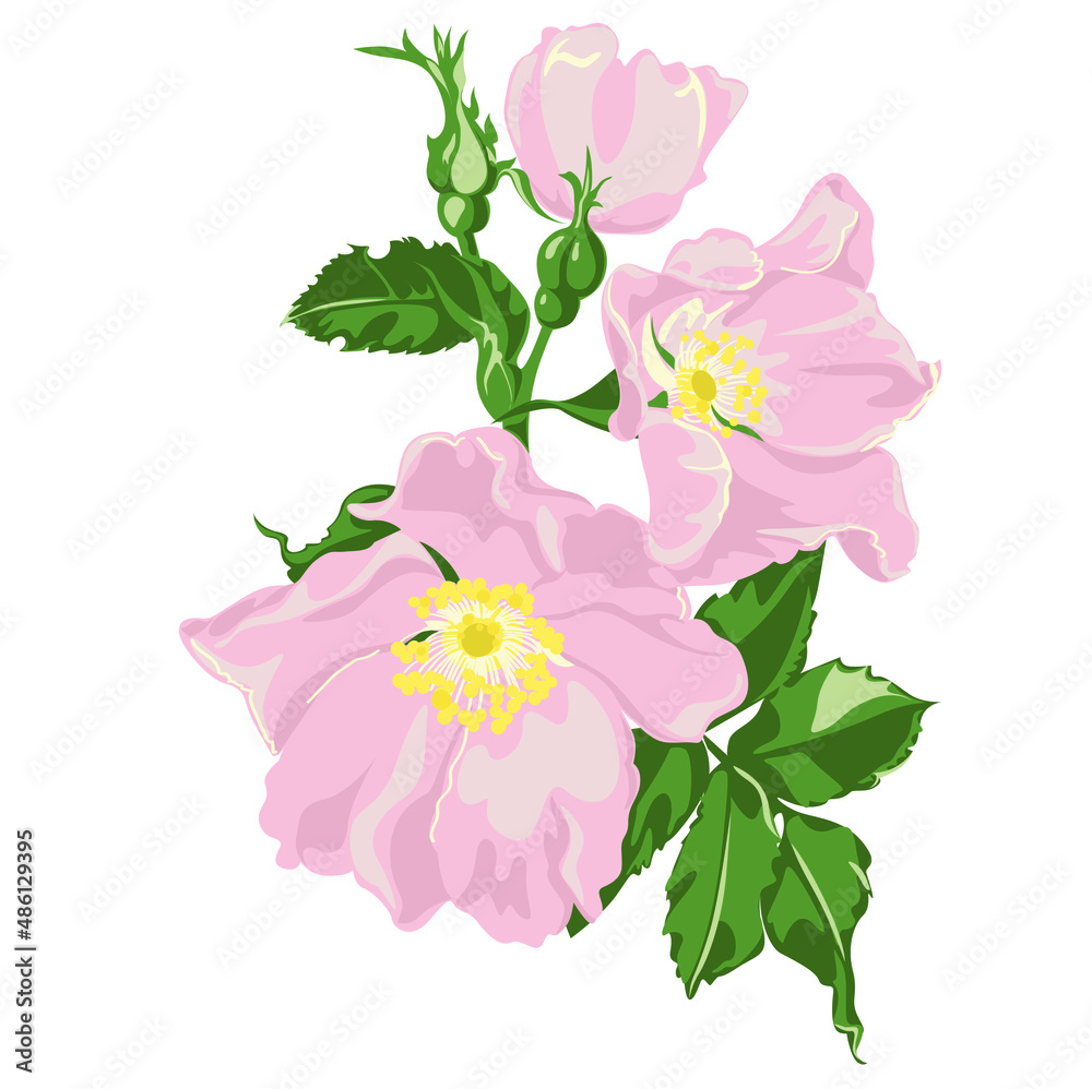 Obraz premium pink flowers