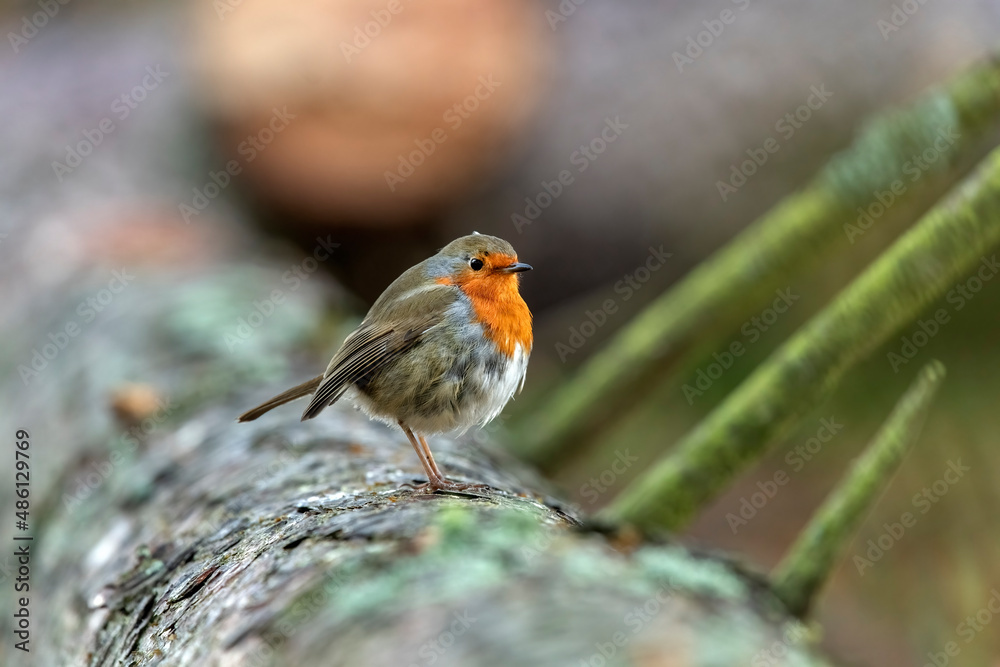 Robin with a blurred background perched on a log close up in a forest in Scotland uk in the winter Robin with a blurred background perched on a log close up in a forest in Scotland uk in the winter