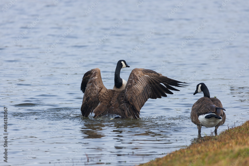 Fototapeta premium Canada geese in the lake