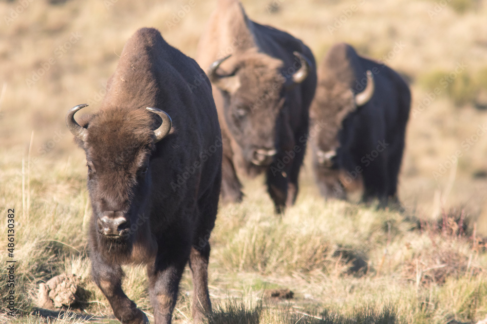 Portrait of free ranging European bison Bison bonasus Portrait of free ranging European bison Bison bonasus