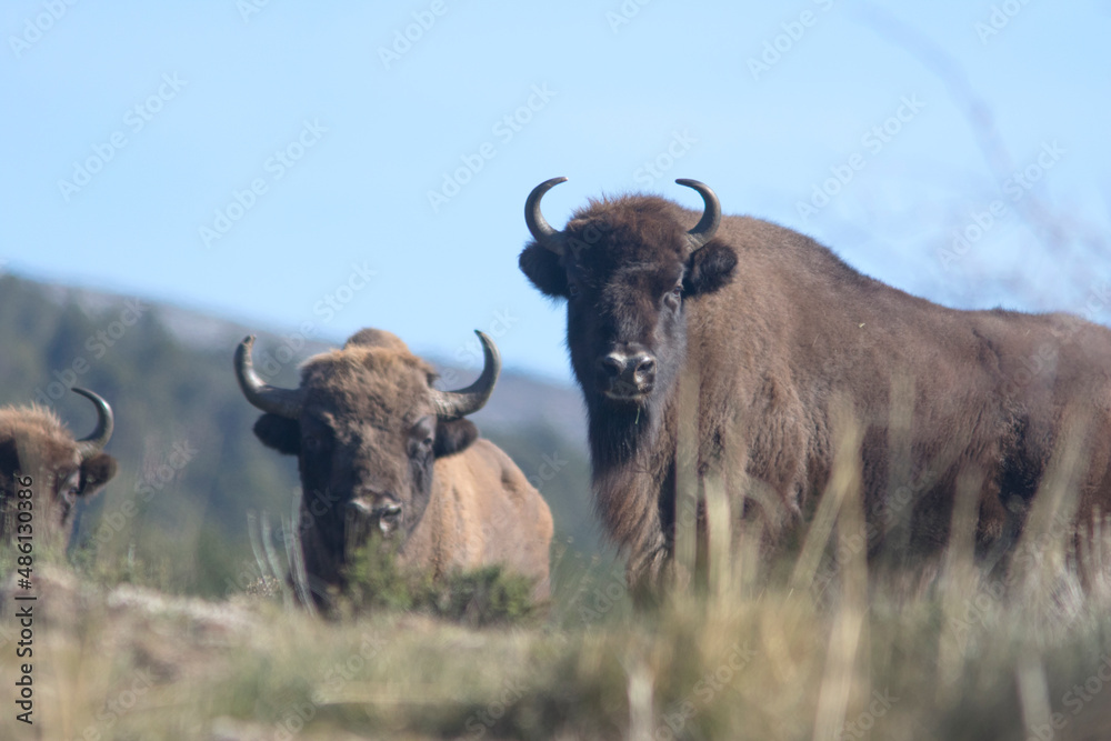 Portrait of free ranging European bison Bison bonasus Portrait of free ranging European bison Bison bonasus