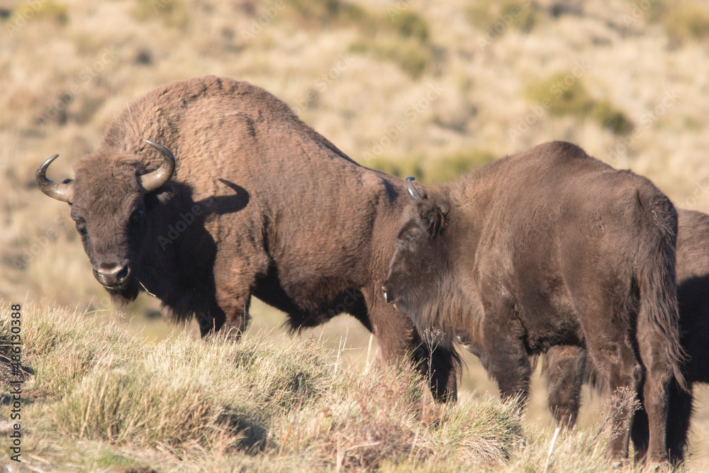 Portrait of free ranging European bison Bison bonasus Portrait of free ranging European bison Bison bonasus