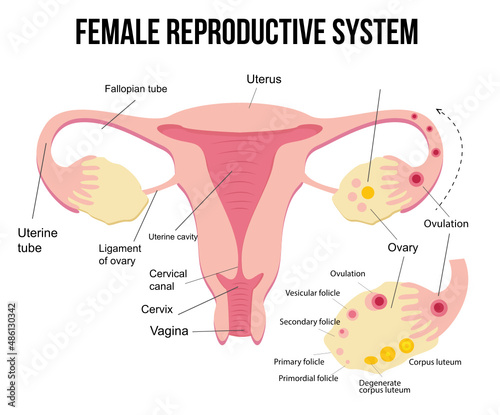 Anatomy of the female genital organs. Diagram. The female reproductive system, the scheme of the uterus and ovaries, the phases of the menstrual cycle. Medical concept, uterus education poster.