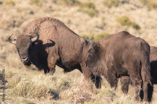 Portrait of free ranging European bison Bison bonasus