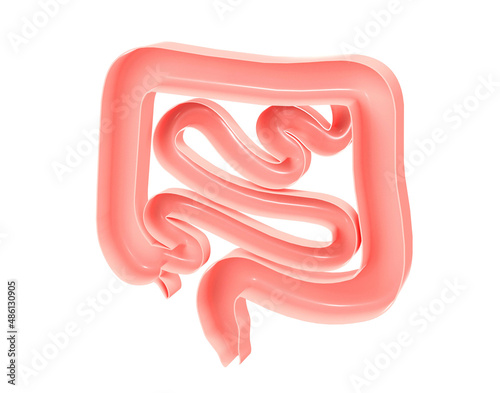 Anatomical 3d illustration of the large and small intestine. Showing the open interior, cropped image on white background. photo