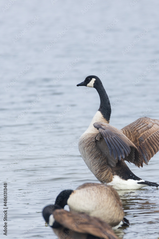 One Canada goose with spread wings standing among other Canada geese on the lake shore One Canada goose with spread wings standing among other Canada geese on the lake shore